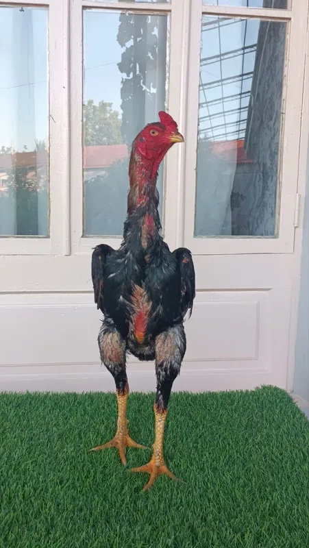 Dakan xoroz sotiladi 7