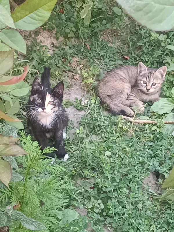 кошка мушук кошка мушук