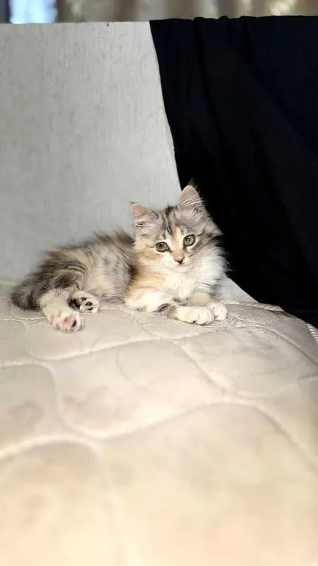 Котенок трёх цветный 1 Котенок трёх цветный 1