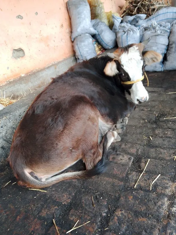 Shivet xunajin sotiladi zotdor