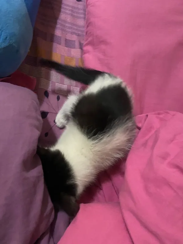 Котенок приучен к лотку — фото 2