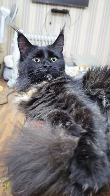 Красивые котята на половину Мейн-кун — фото 5 Красивые котята на половину Мейн-кун — фото 5