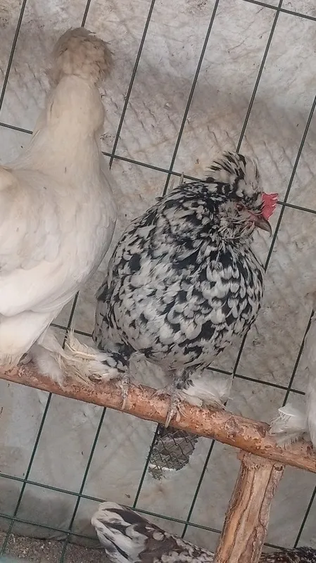 Yapon tovuq tuxumlariga zakas olamiz. Narxi 5 mingdan. — фото 1