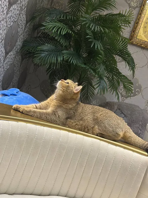 Вязка кот золотая шиншила — фото 2