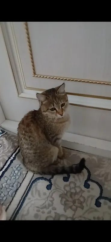 Mushukcha aqilli uy mushugu daydi mushuk emas