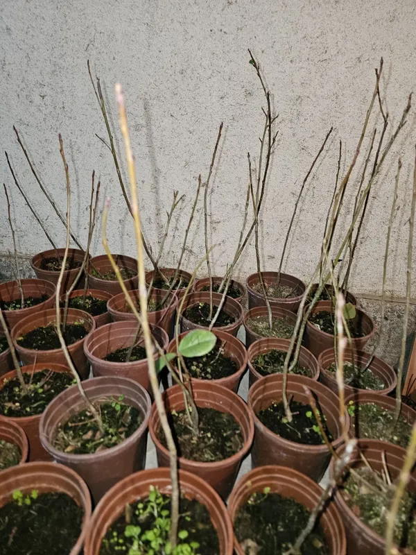 Galubika ko'chatlari Turkiya navi — фото 2