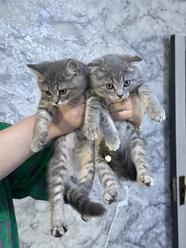 Котята веслаухие 1 Котята веслаухие 1