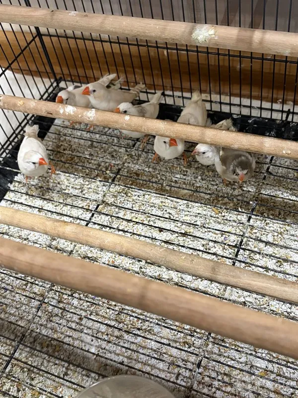 Продаются амадины 2 Продаются амадины 2