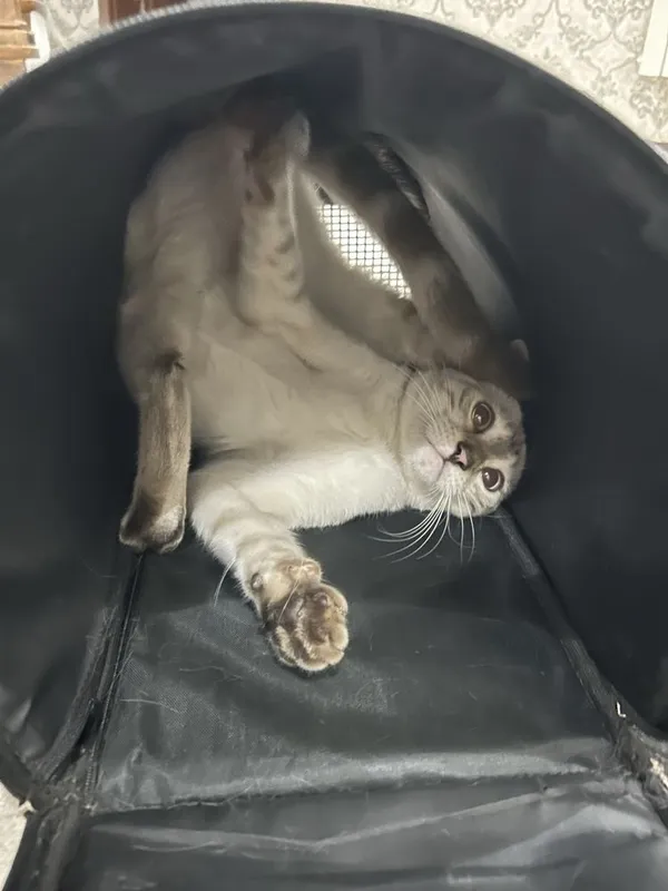 Бенгальская кошка — фото 1