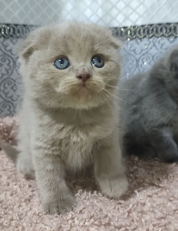 Продаются котята правильной вязки