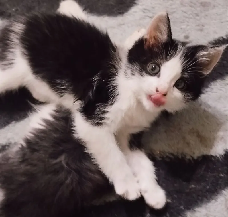 Котёнок смешанной породы