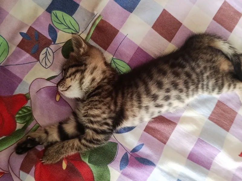 Mushuklar sotiladi 3 Mushuklar sotiladi 3
