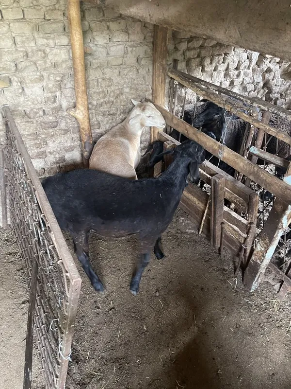 Qoy sotiladi.