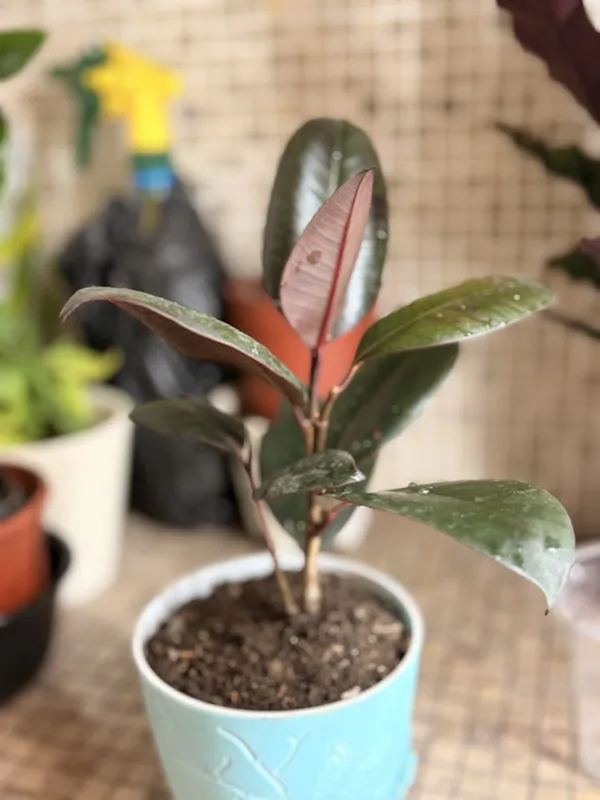 Фикус каучуконосный (Ficus elastica) — фото 1