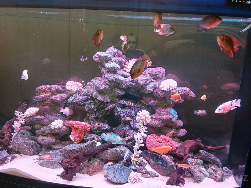 Akvarium: xizmat ko‘rsatish 4 Akvarium: xizmat ko‘rsatish 4