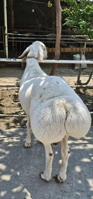 Qoy qoʻchqor aqiqa Qurbonlikka — фото 1