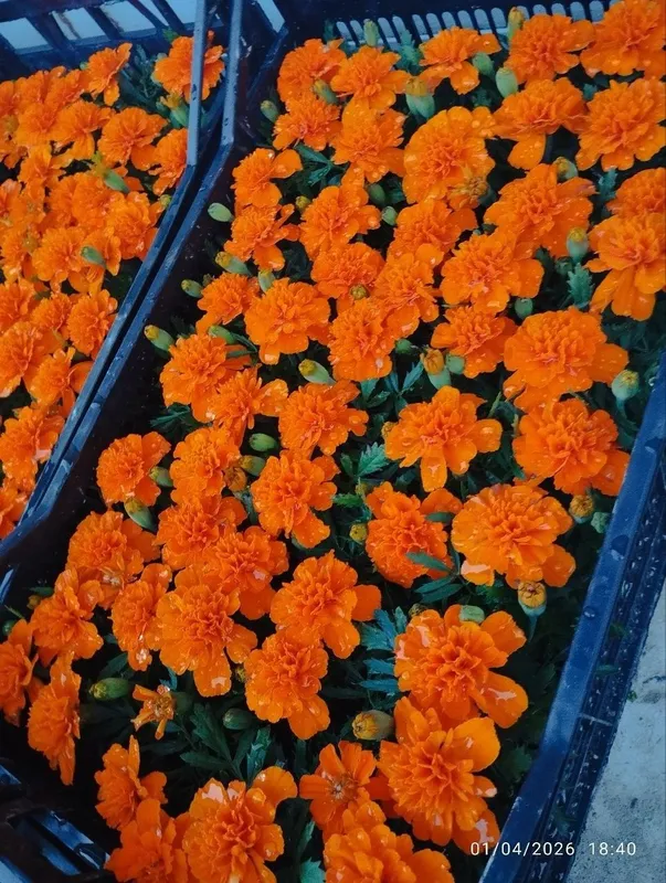 Gul ko‘chatlari sotiladi! Sifatli va chiroyli gul ko‘chatlari: — — фото 3