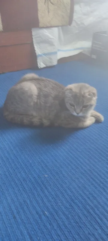 скоттиш фолд — фото 1