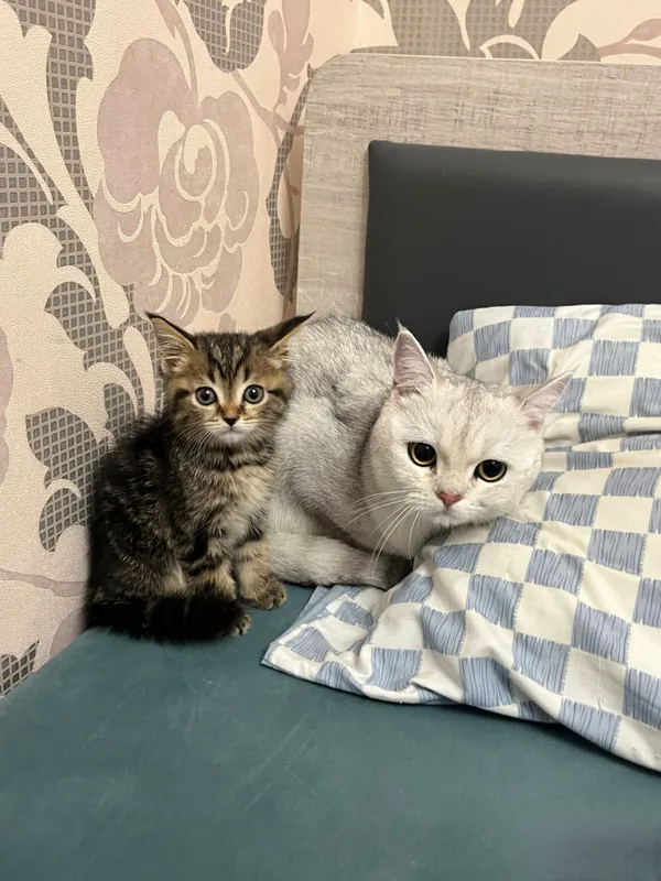 передержка животных 3 передержка животных 3