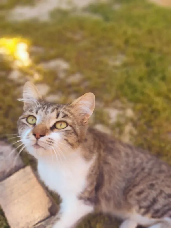 Котик Васька ищет дом — фото 4