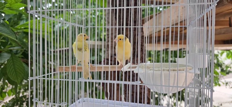 kanarayeka sotiladi erkak va urg‘ochi