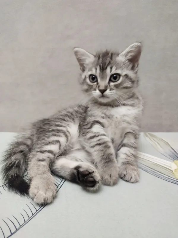 Отдам в дар котят