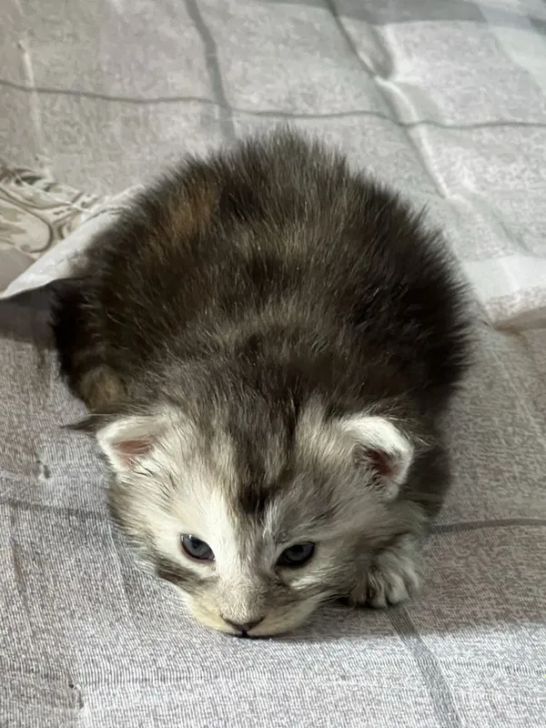 Мейн кун котята Maine coon 3 Мейн кун котята Maine coon 3