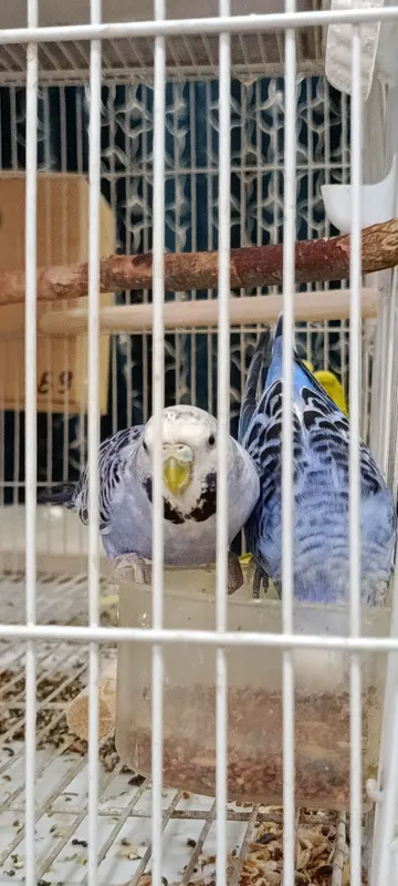 Продаются чешские попугаи 1