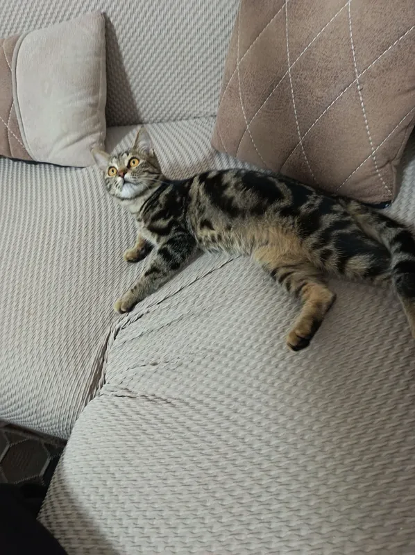 Продаётся котёнок 5
