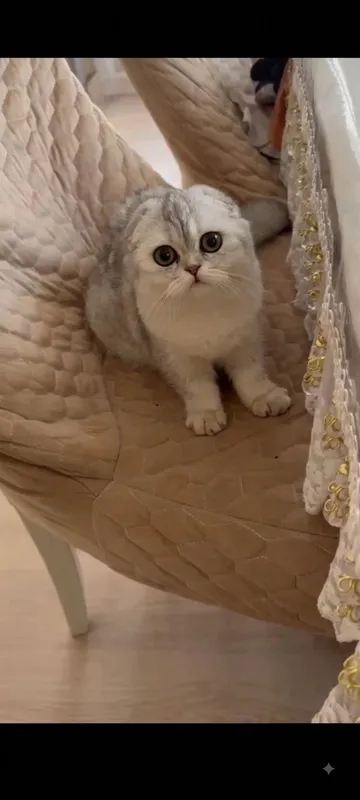 Кот на вязку серебро шиншилла 2 Кот на вязку серебро шиншилла 2