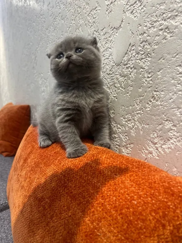 Продается девочка скотиш фолд — фото 2