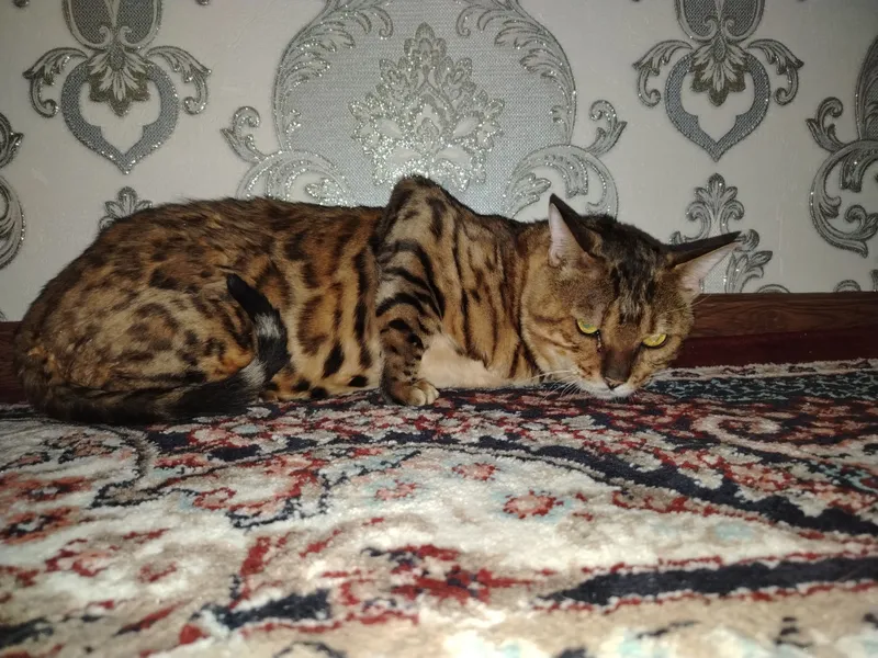 Кот Бенгальский Продается!