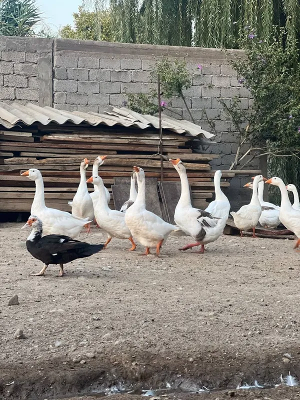 Гусы королевские, индоутки — фото 3