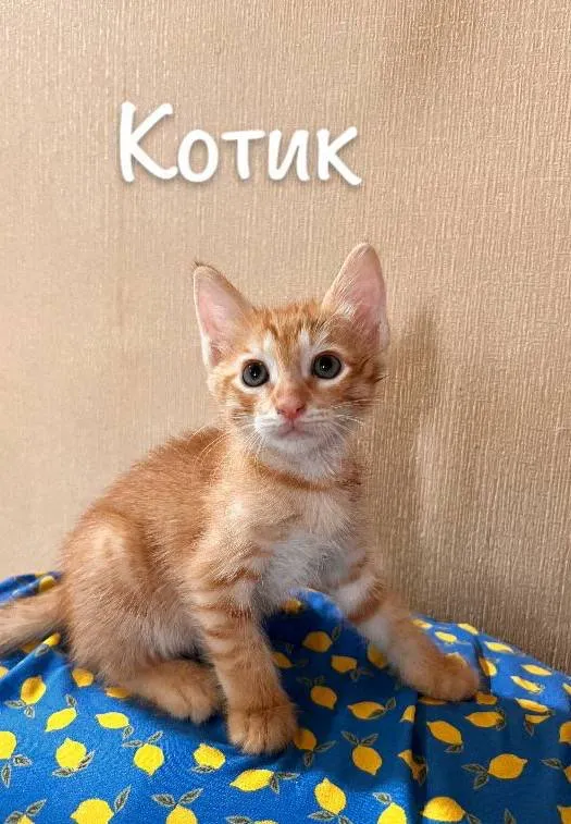 Котята — фото 1