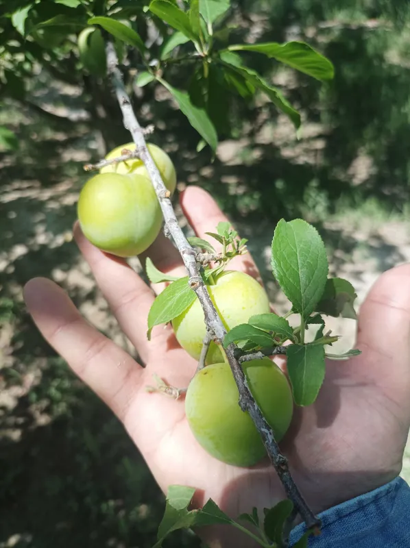 2 sotiq bino molxona 3 gektar bogi bilan — фото 2
