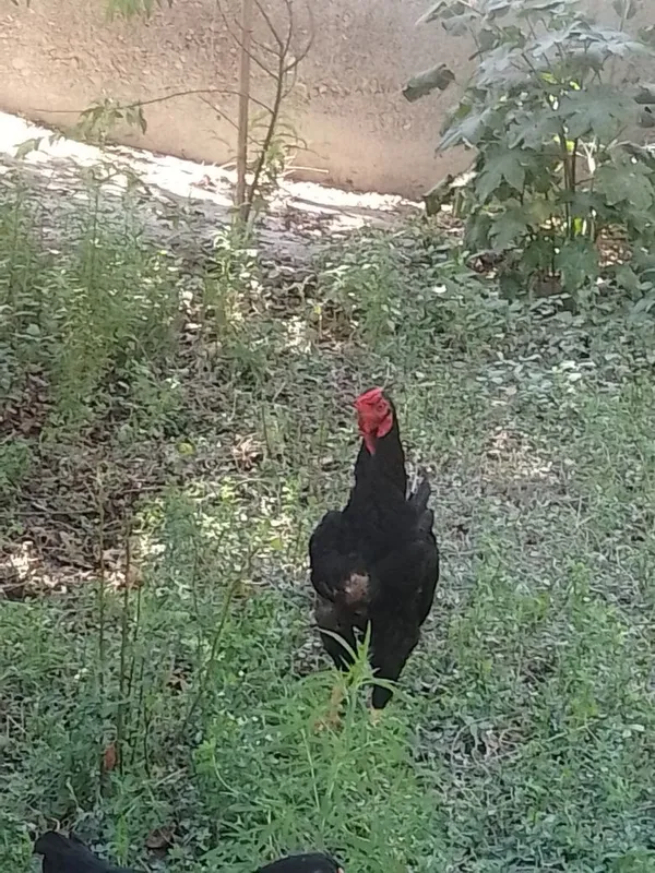 Soʻgʻlom qora xoʻrozlar sotiladi 1
