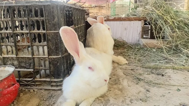 Quyonlar sotiladi 2 Quyonlar sotiladi 2