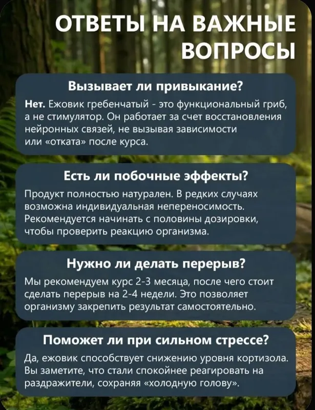 Ежовик гребенчатый мицелий, 100 грамм, порошок — фото 5