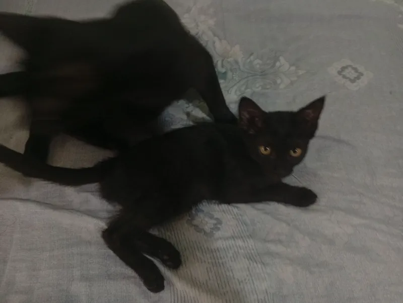 Котята 1 Котята 1