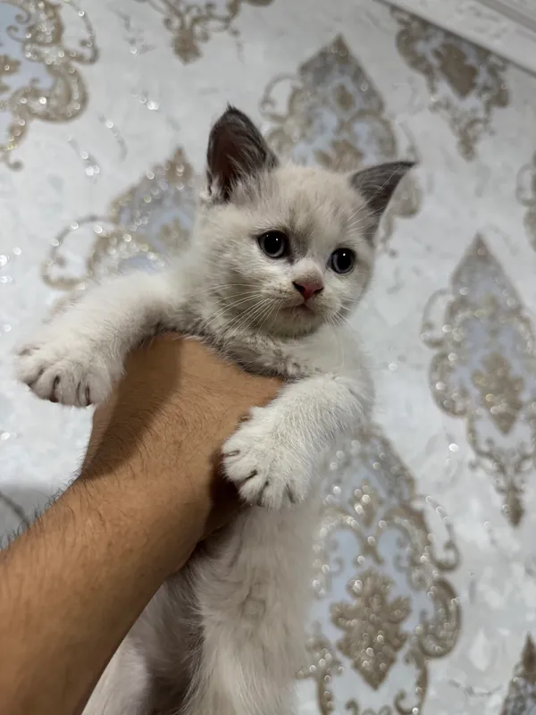 Срочно продаются котята! 4 Срочно продаются котята! 4