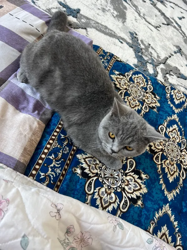 Шотландский страйт, котёнок 4