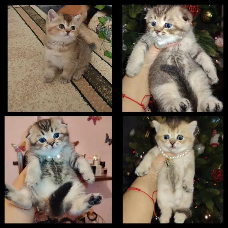 продаются чистокровные котята Скоттиш фолд.