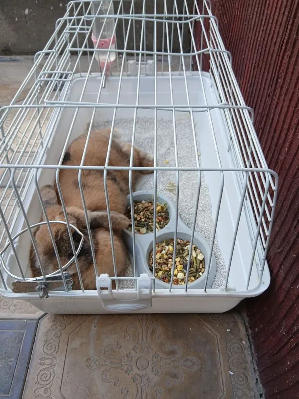 Карликовый кролик 3 Карликовый кролик 3