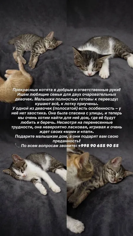 котята даром в добрые руки