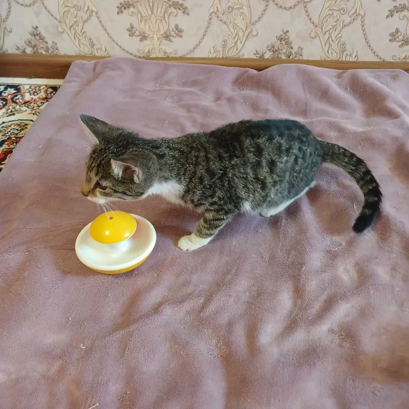 Котята бесплатно — фото 4