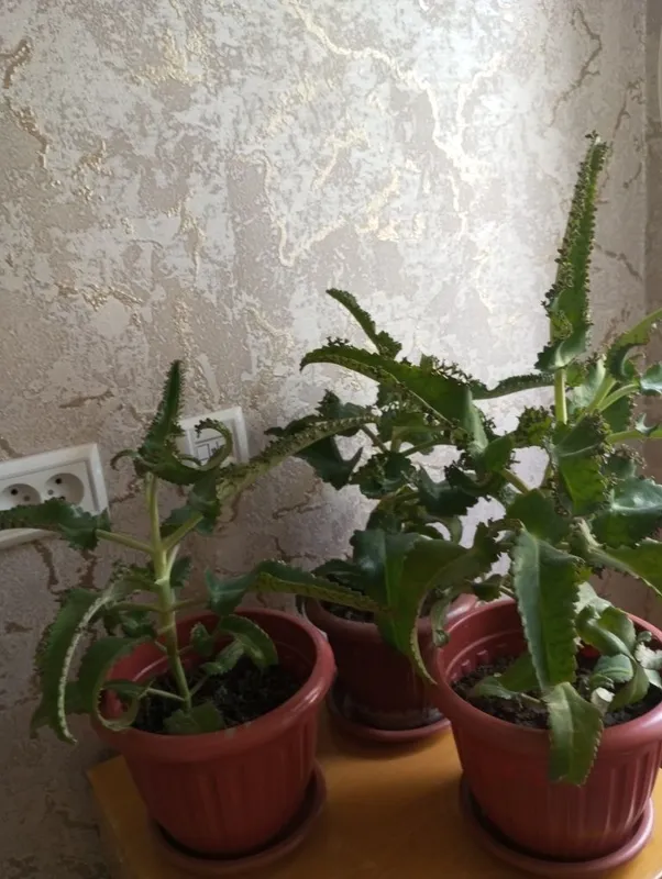 Готовый каланхоэ в горшке 3