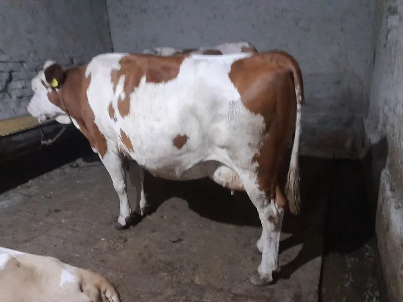 Qishloq xoʻjalik hayvonlari 3 Qishloq xoʻjalik hayvonlari 3
