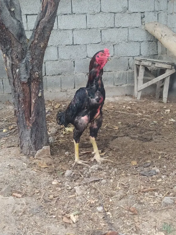 Dakan xoʻroz sotiladi 1 Dakan xoʻroz sotiladi 1