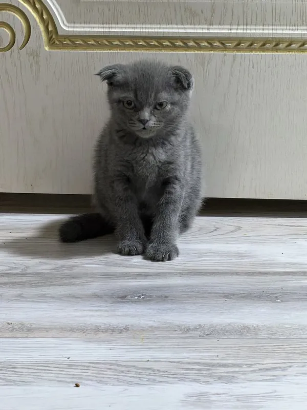 Британские вислоухие котята мальчики — фото 2