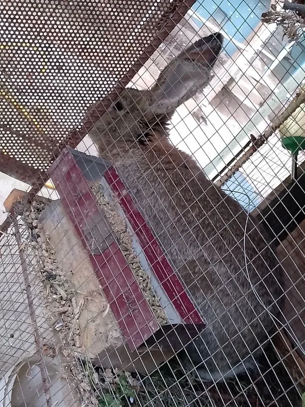 Velikan zot toza qon privaznoylani bolasi — фото 2